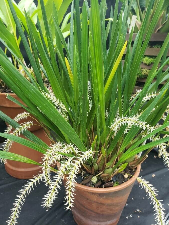 Dendrochilum 4