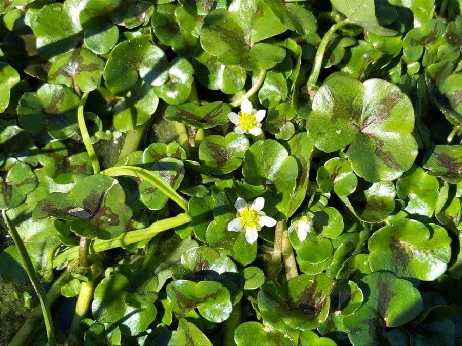 Ranunculus omiophyllus 6