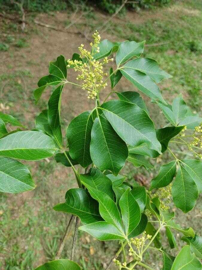 Balfourodendron 2