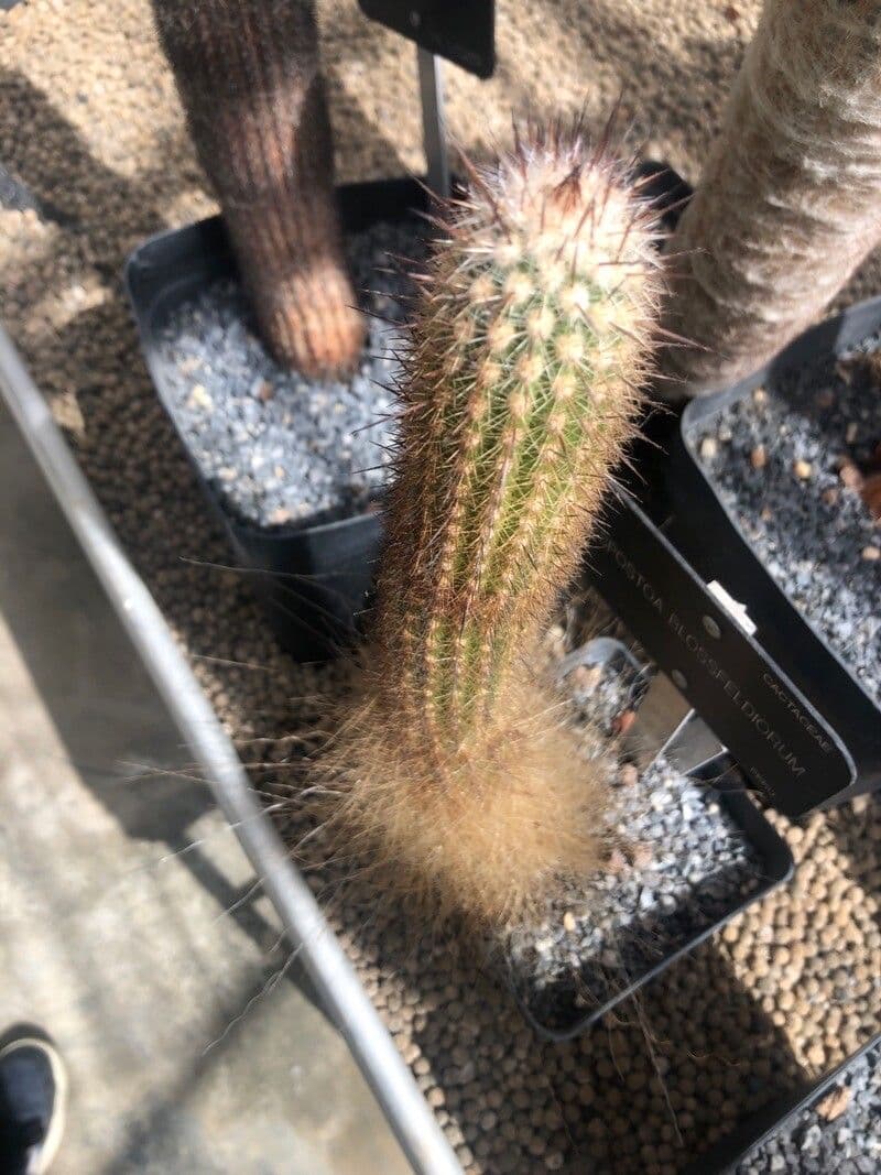 Espostoa Blossfelda 2