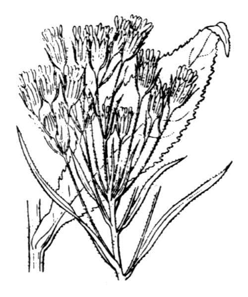 Senecio 23