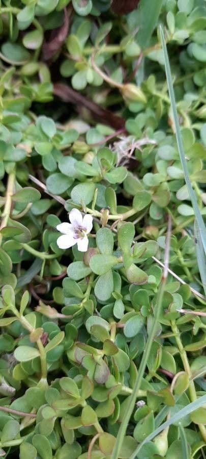 Brahmi 16