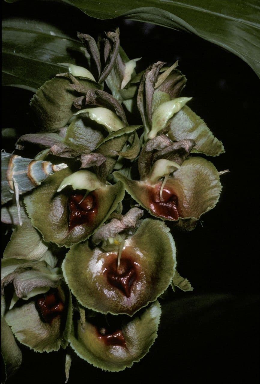 Catasetum 2