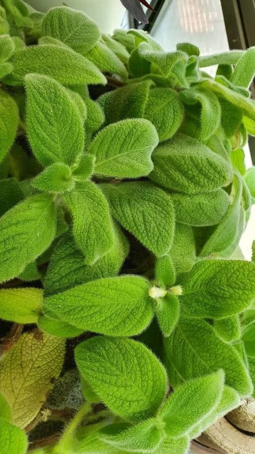 Episcia 4