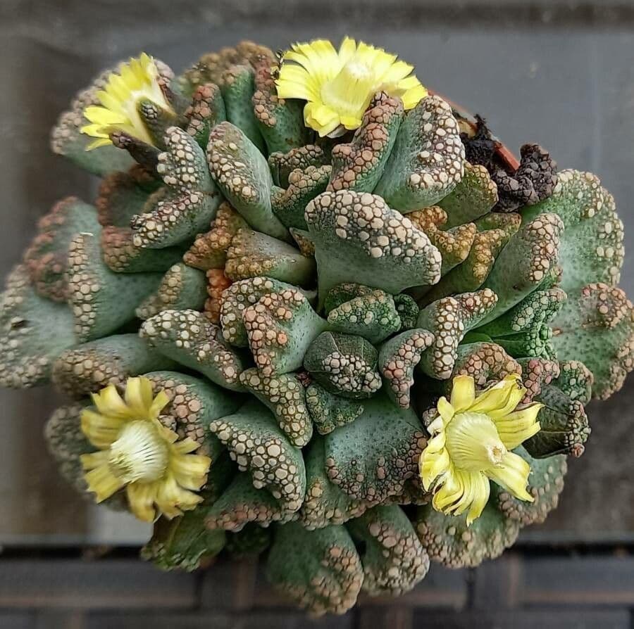Titanopsis 7