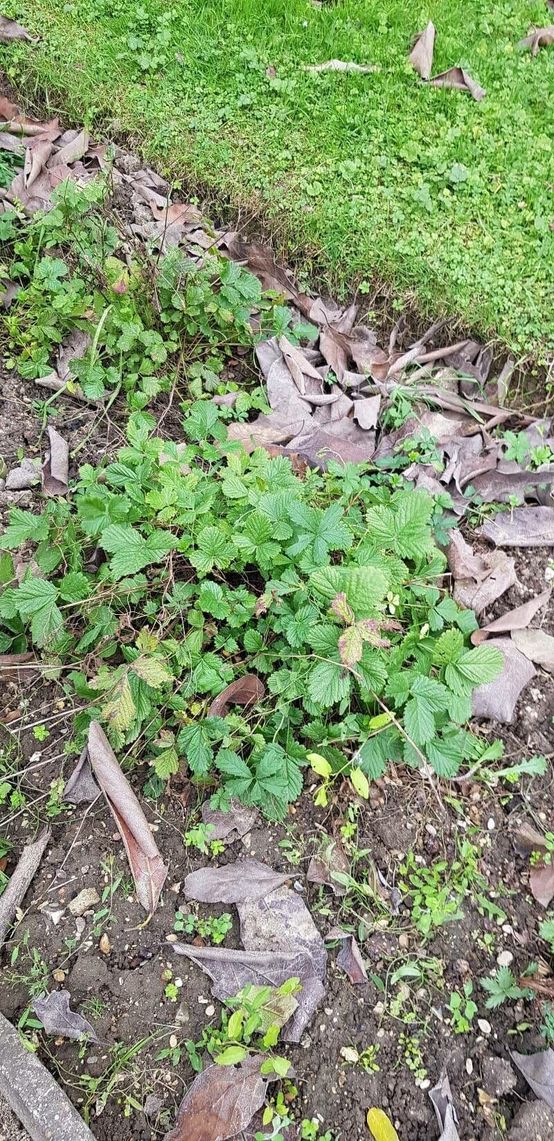 Cinquefoglie rupestre 10