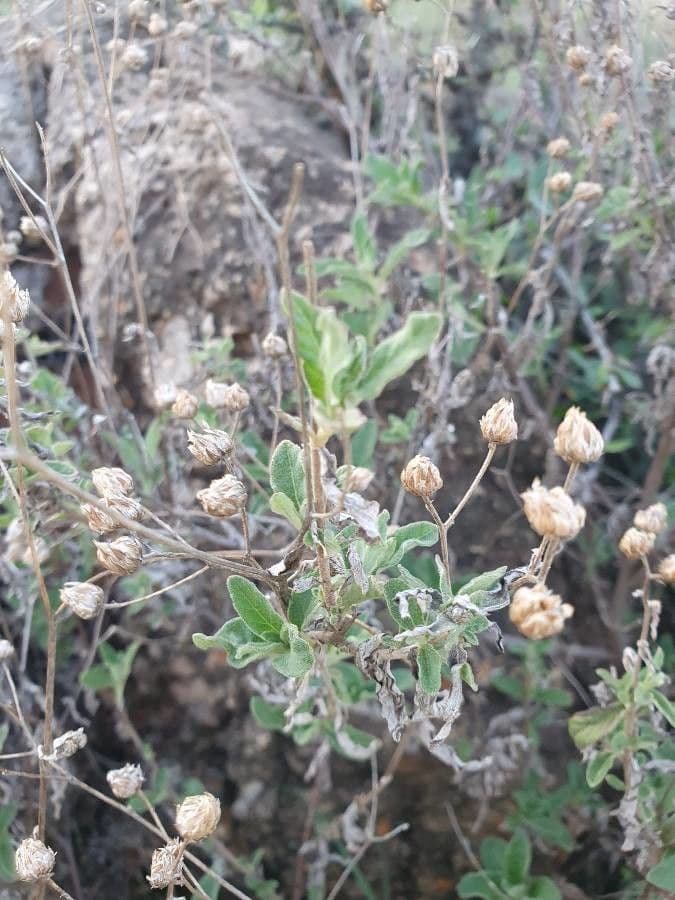 Gutenbergia 5