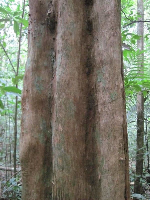 Pouteria guayanensis 8