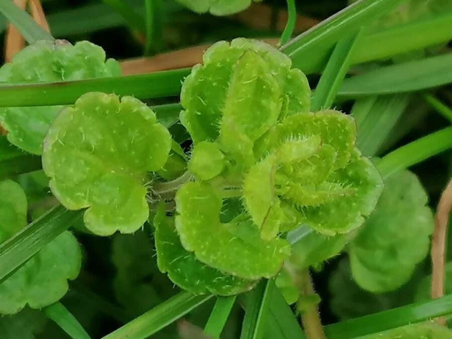 Veronica filiforme 19