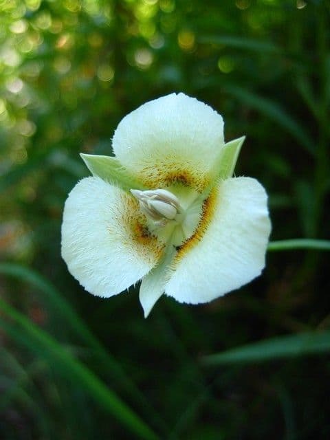 Kalochortus subalpínský 5