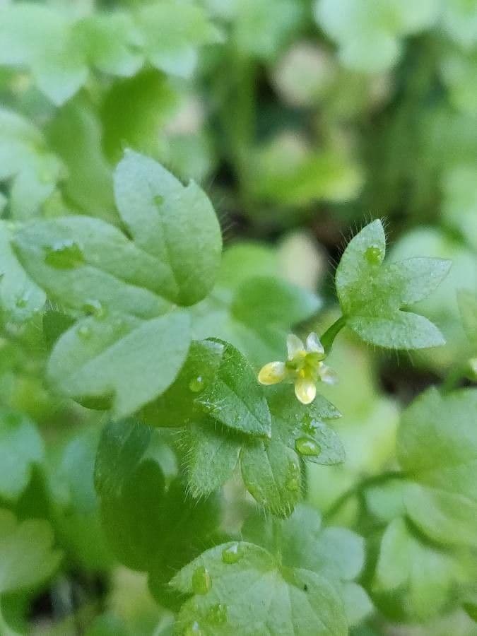 Ranunculus parviflorus 10