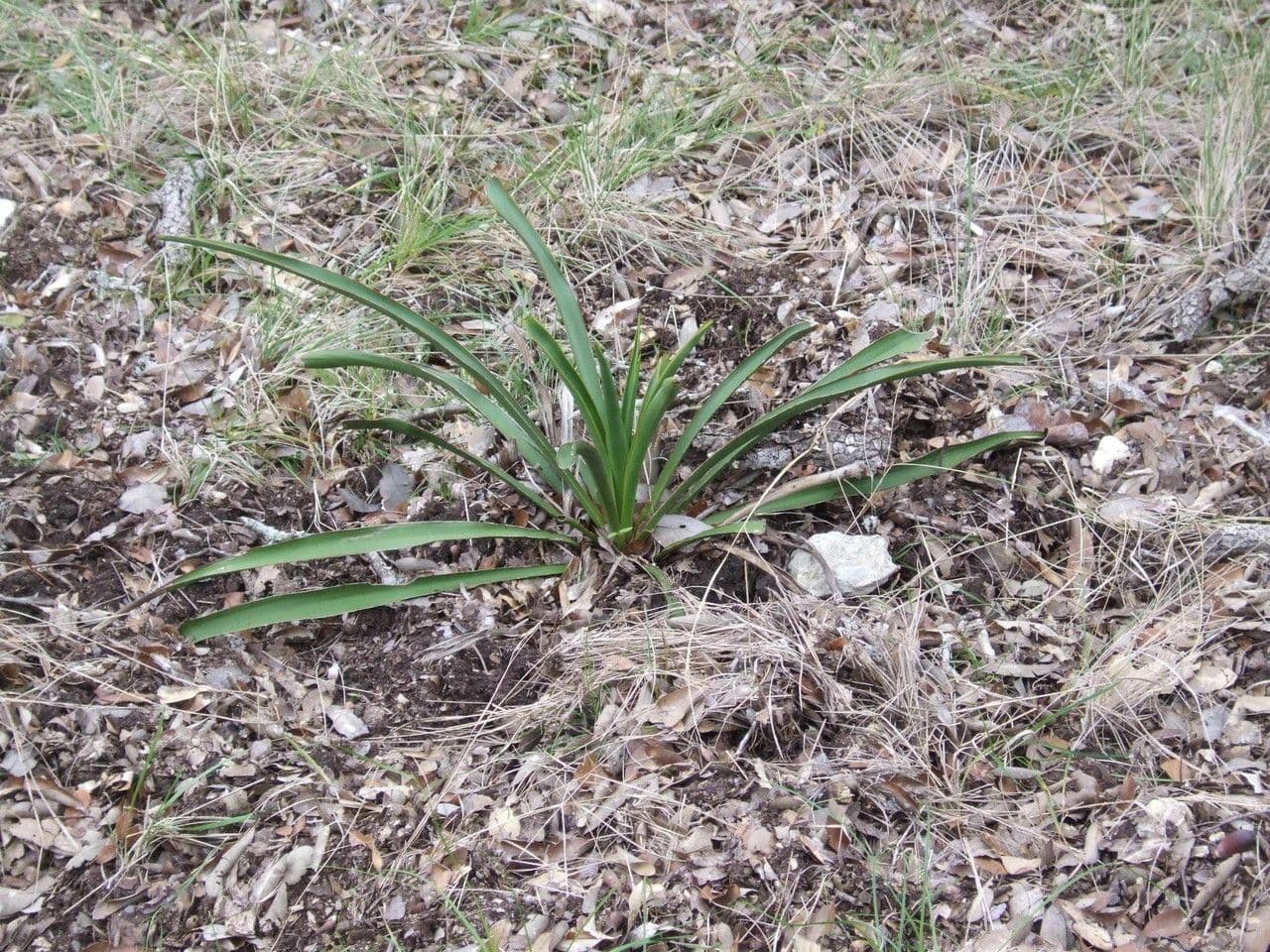 Fels-Yucca 7