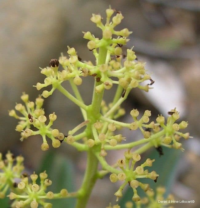 Polyscias 2