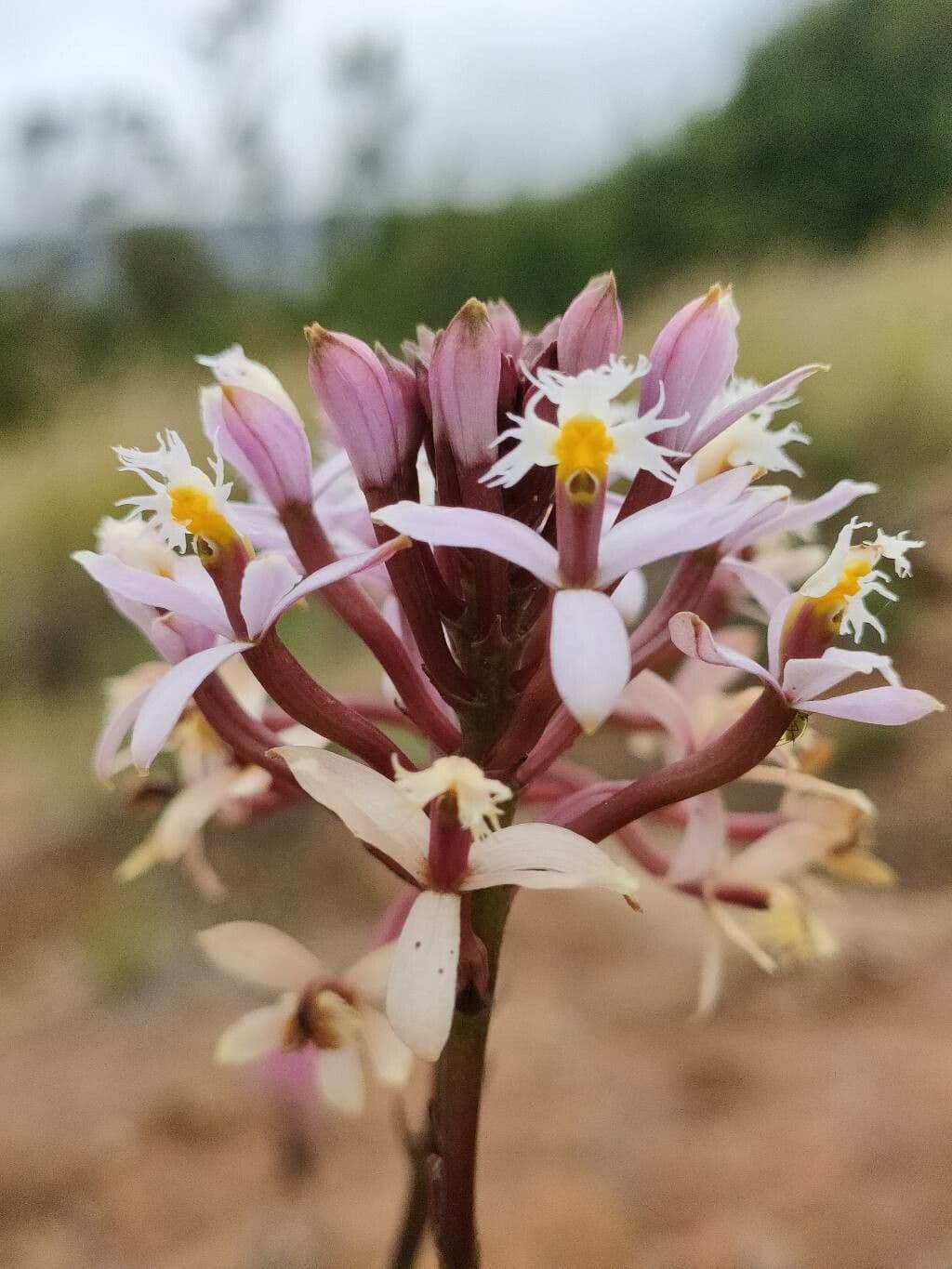 Epidendrum 3