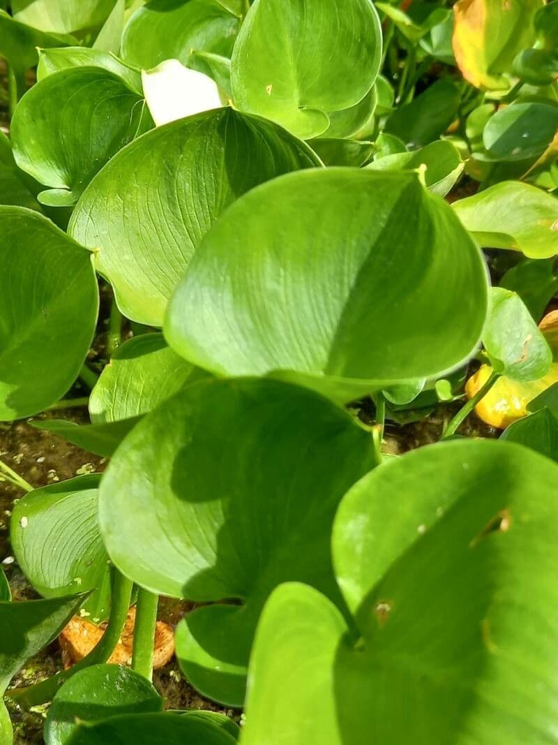 Calla di palude 18