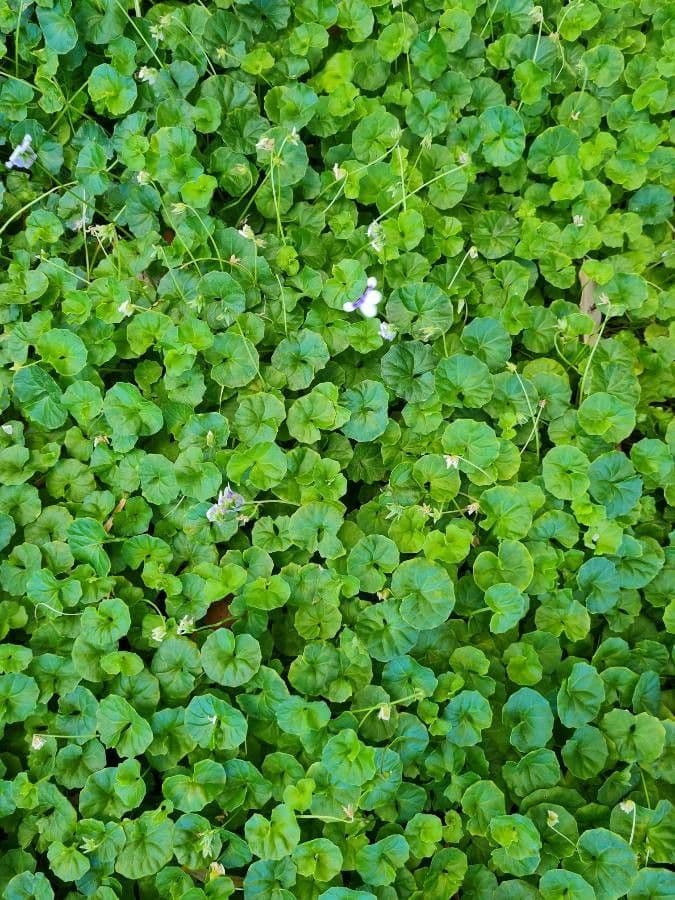 Viola ederacea 4