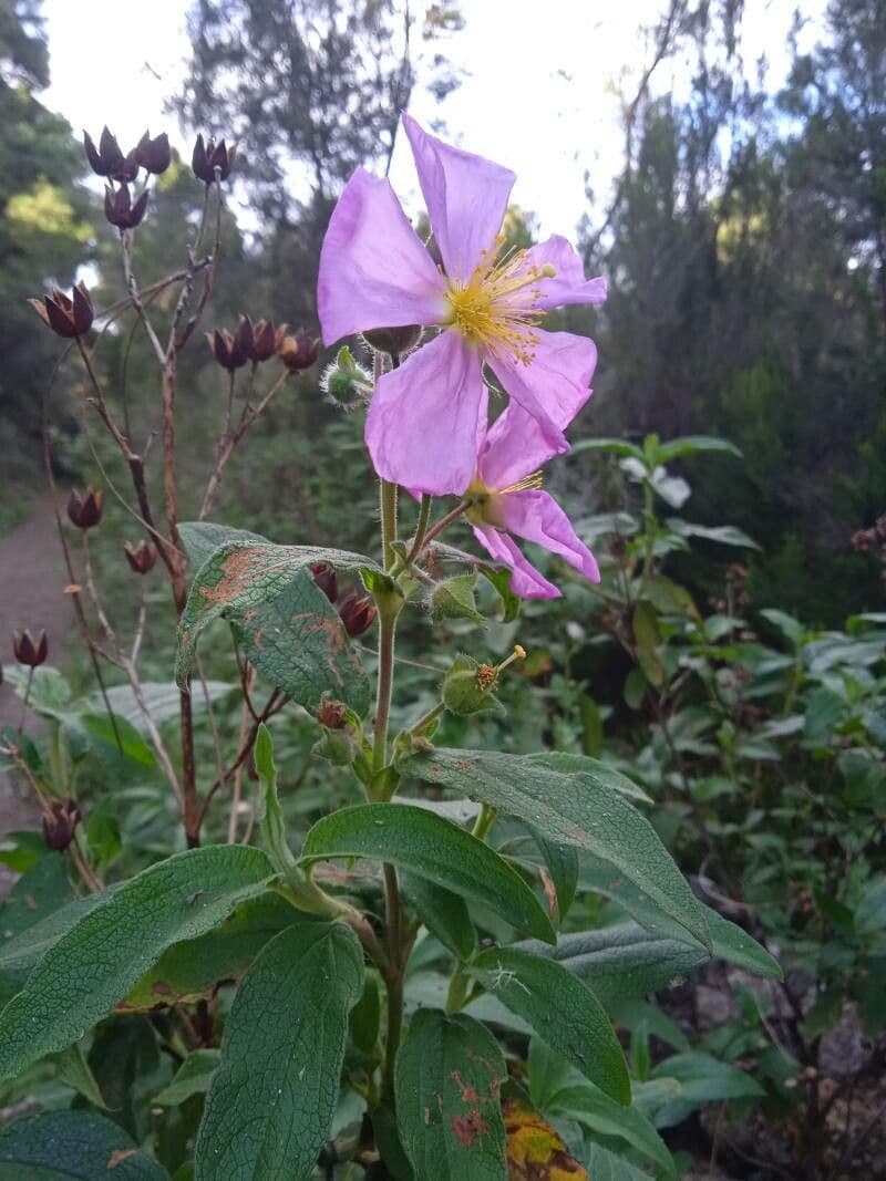 Cistus 8