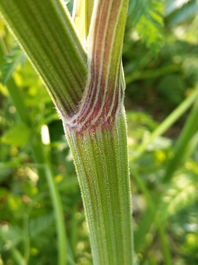 Cerfoglio selvatico 22