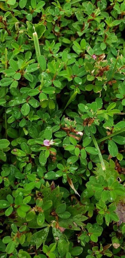 Kummerowia striata 2