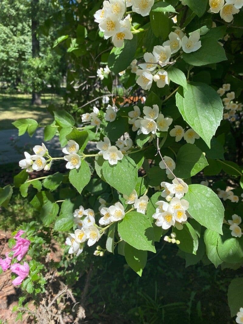 Pachysandra plstnatá 5