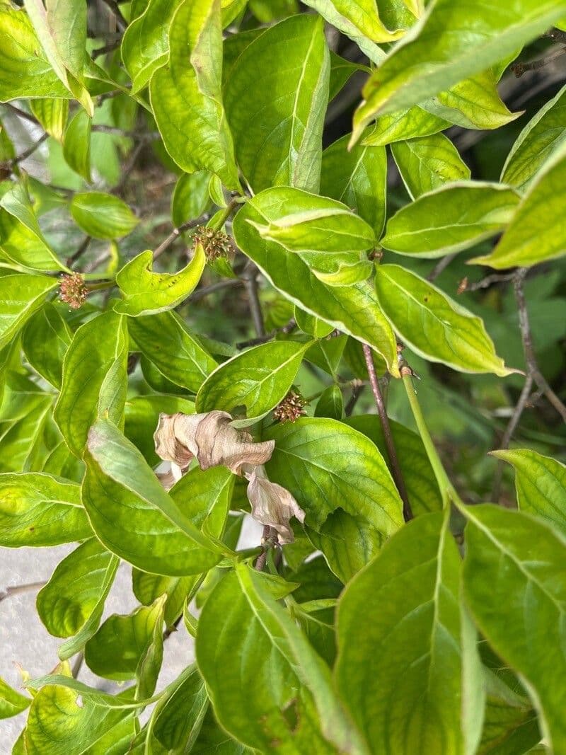 Cornus 11