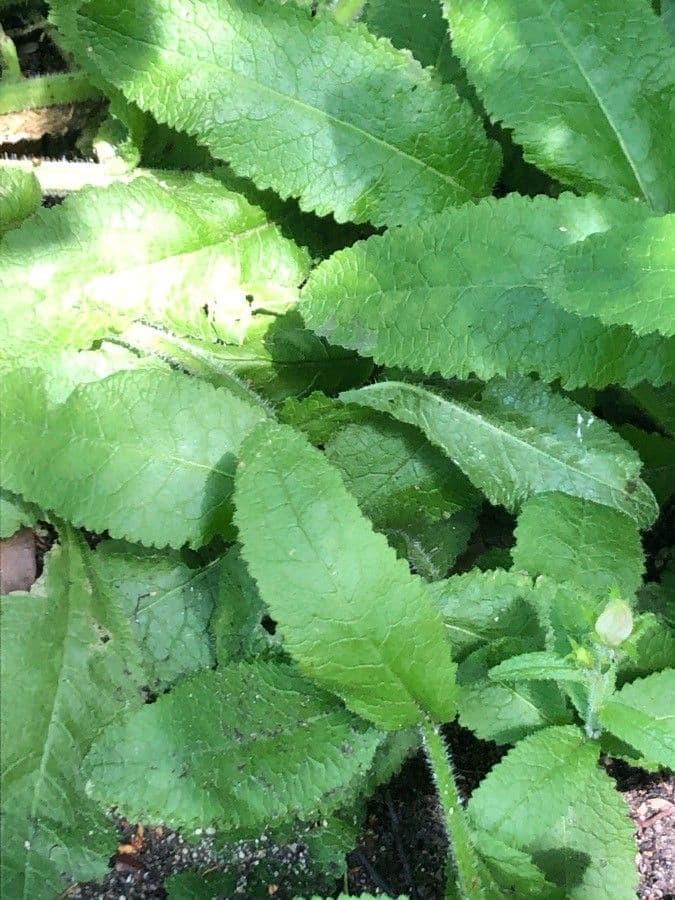 Campanula 3