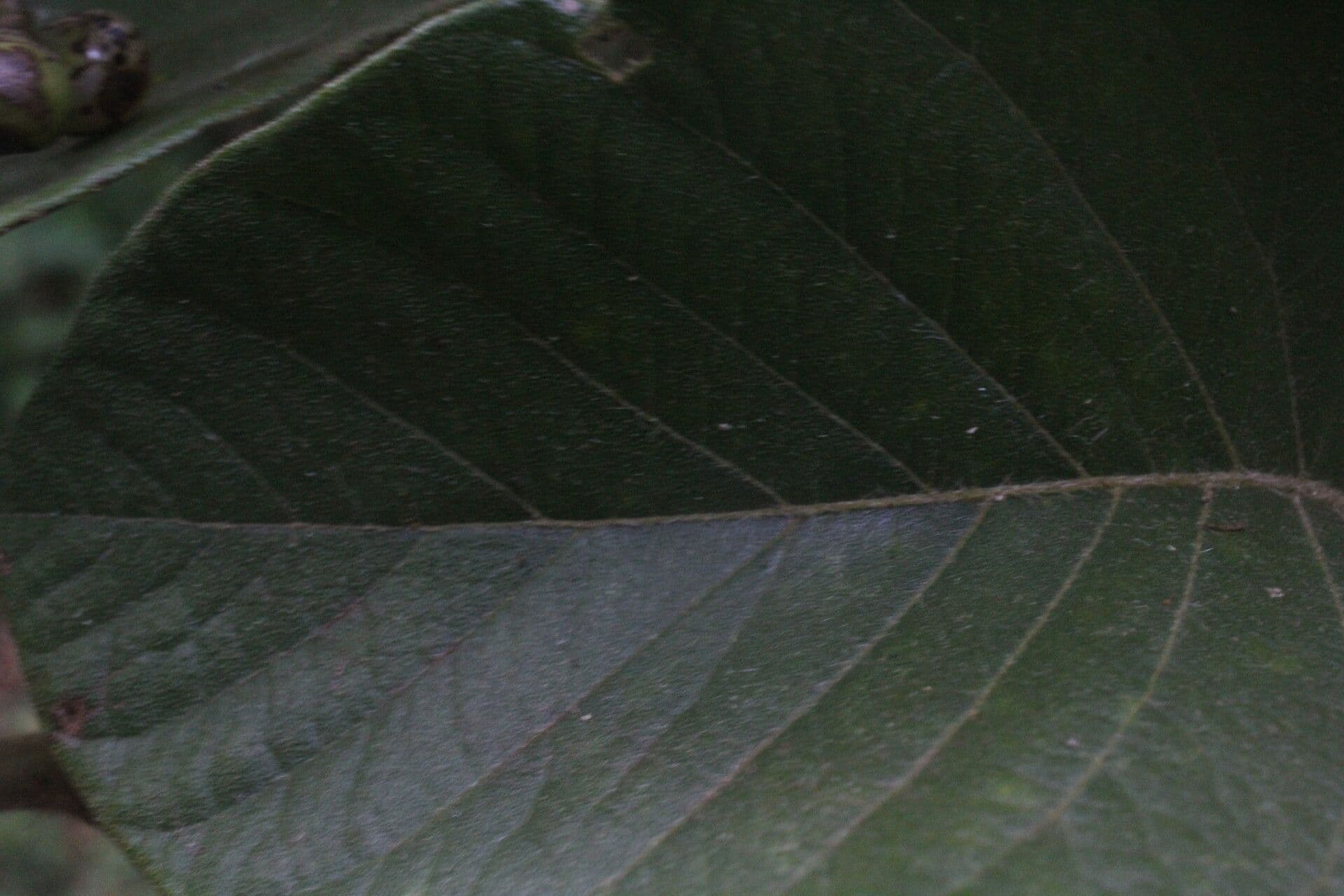 Cordia panamensis 10