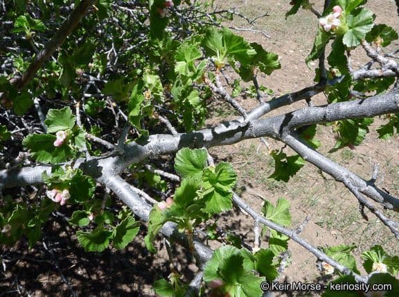 Ribes cereo 25