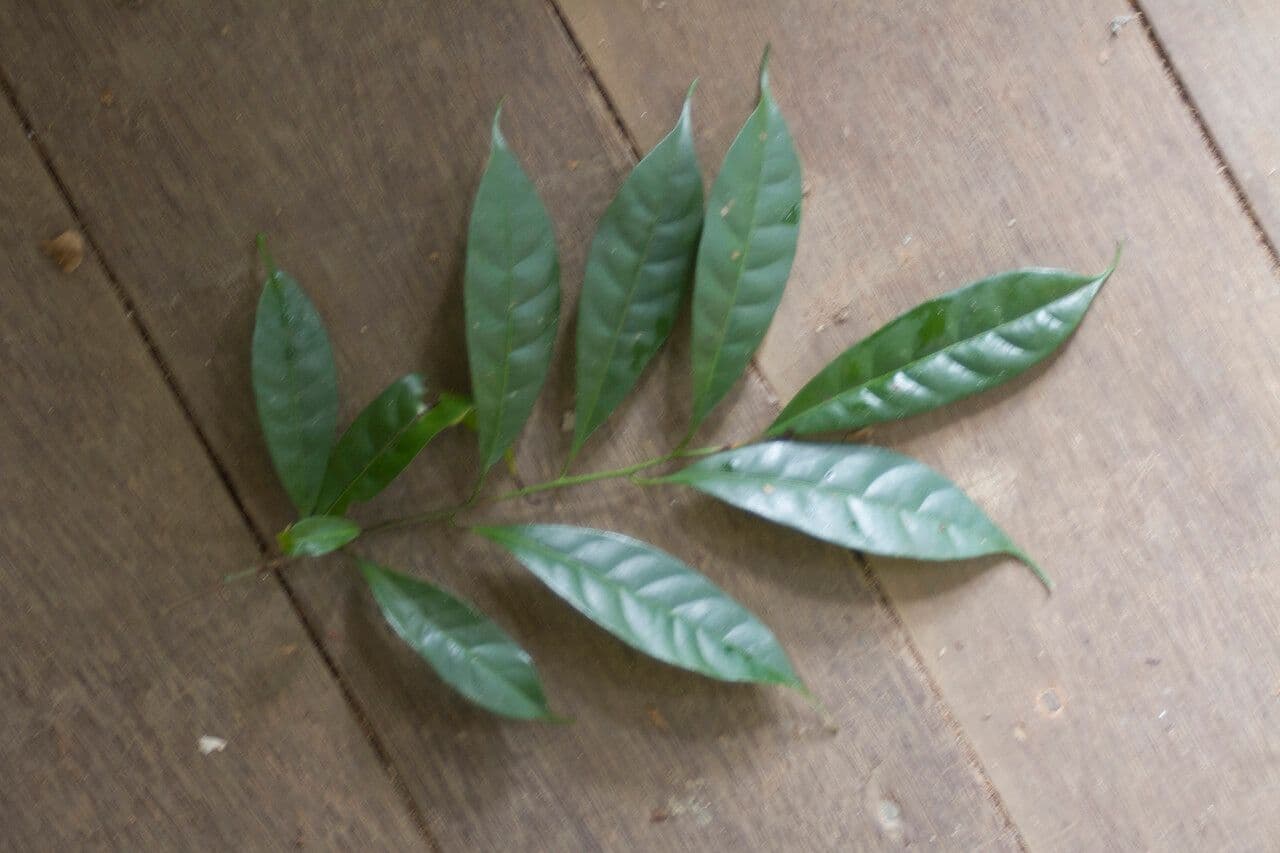 Pouteria 5