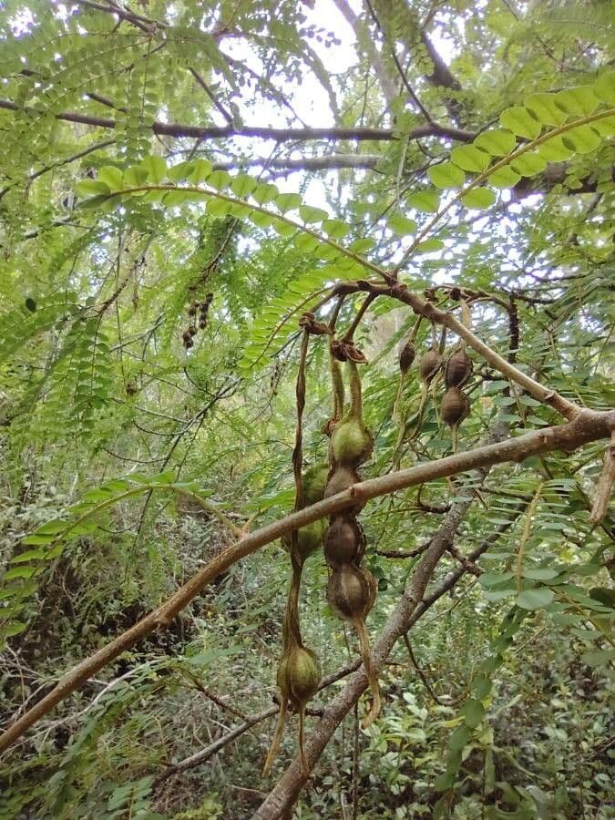 Sophora