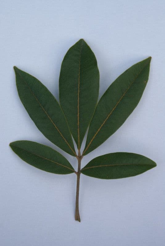 Cossinia pinnata 30