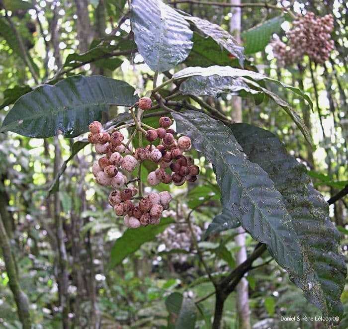 Psychotria 8