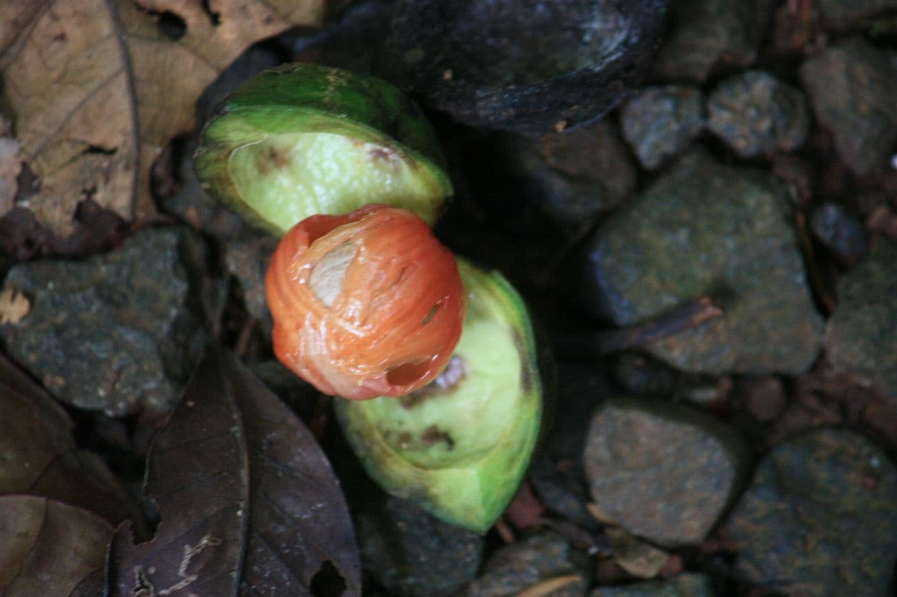 Otoba novogranatensis 2