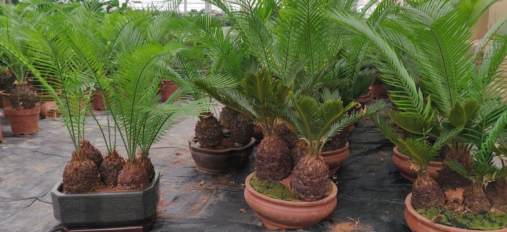Cycad 12