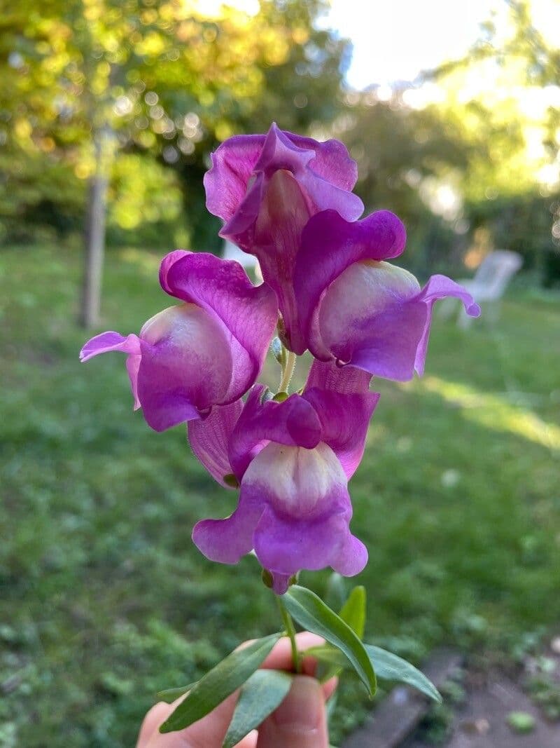 Südliche Löwenmäulchen 4