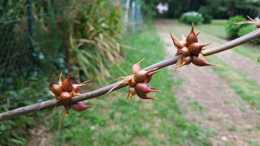 Watsonia meriana 4