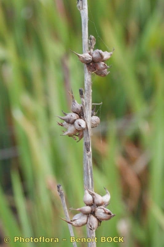Watsonia meriana 22