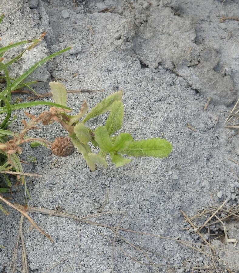 Sphaeranthus 7