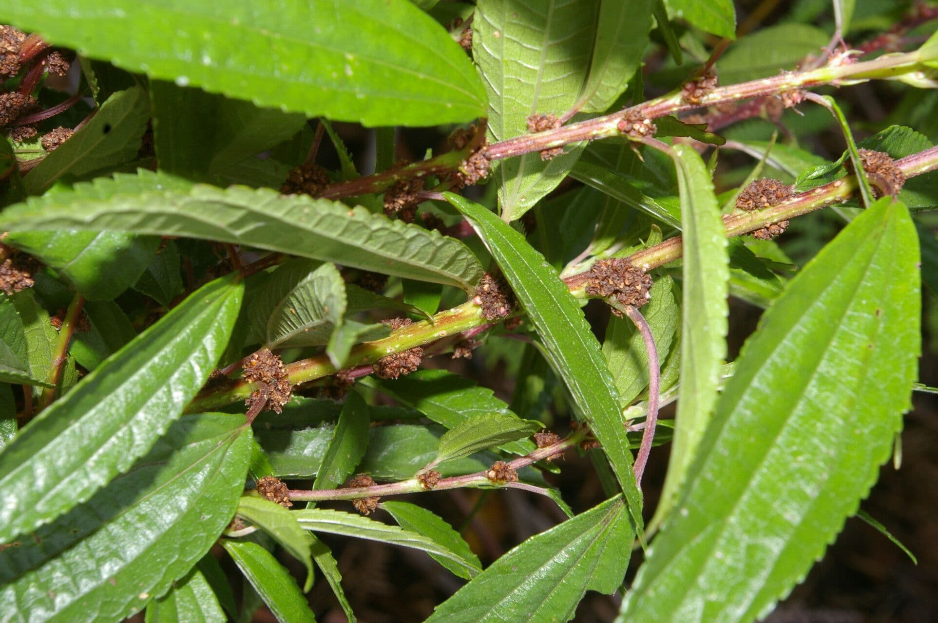 Phenax