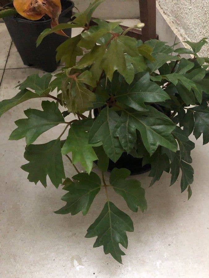 Cissus alato 17