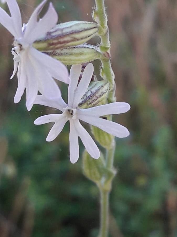 Mediterranean catchfly 7