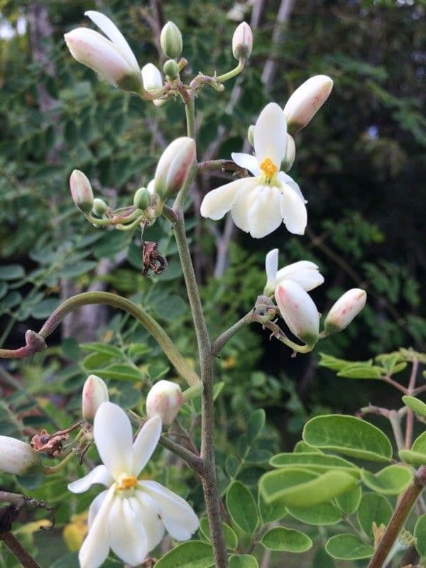 Moringa 6
