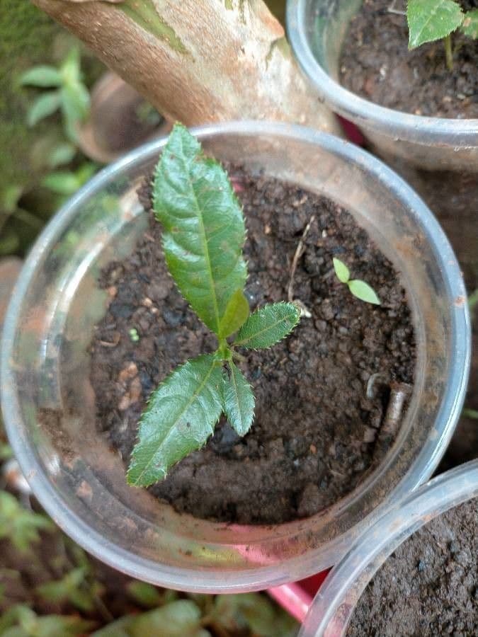 Ochna serrulata 15