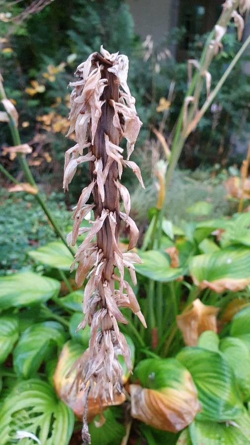 Hosta 5