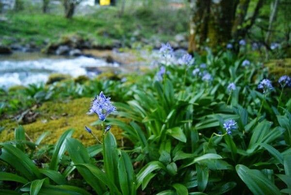 Scilla silvestre 13
