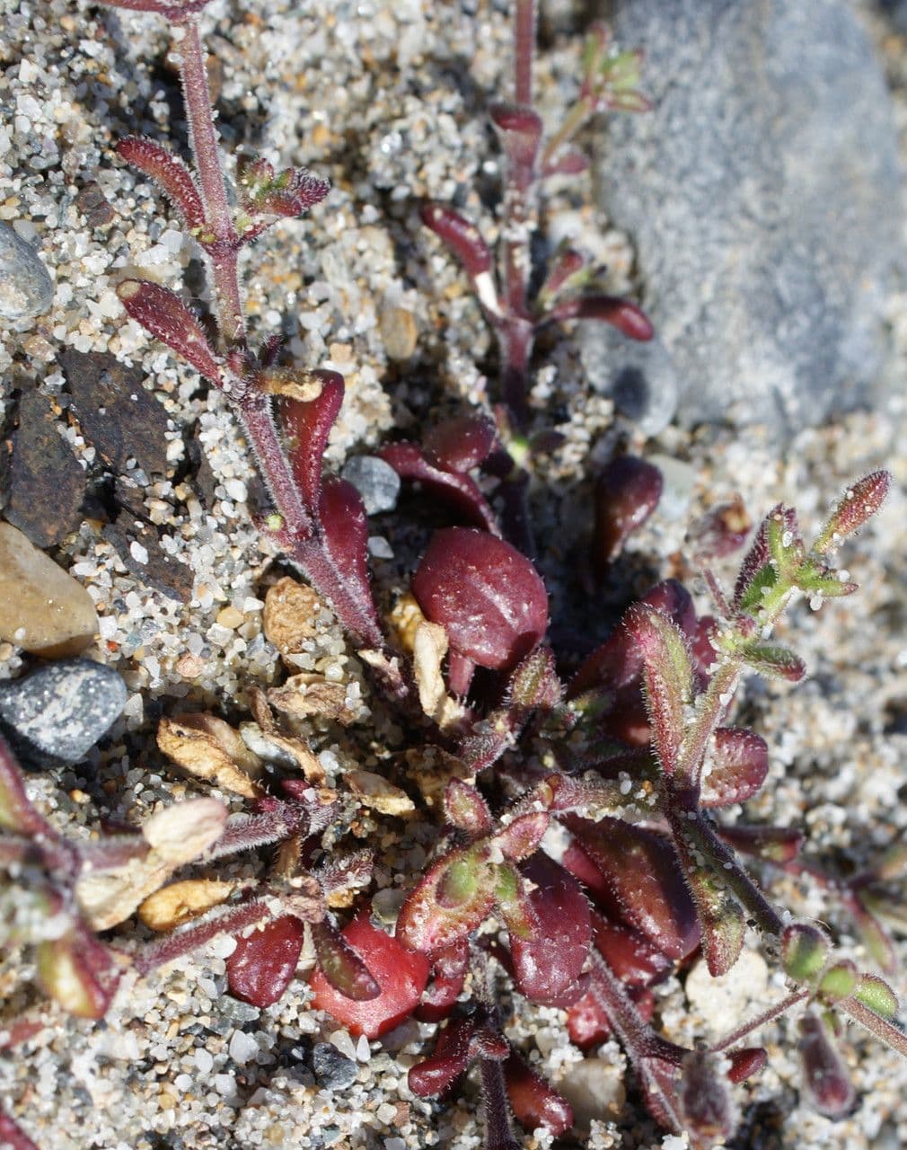 Silene sedoides 15