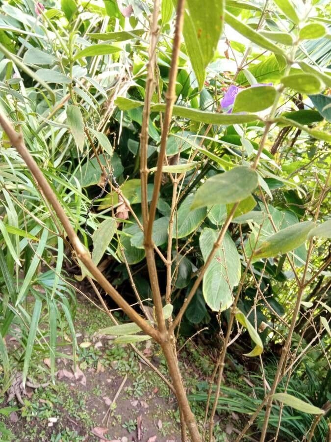 Flor de princesa 24
