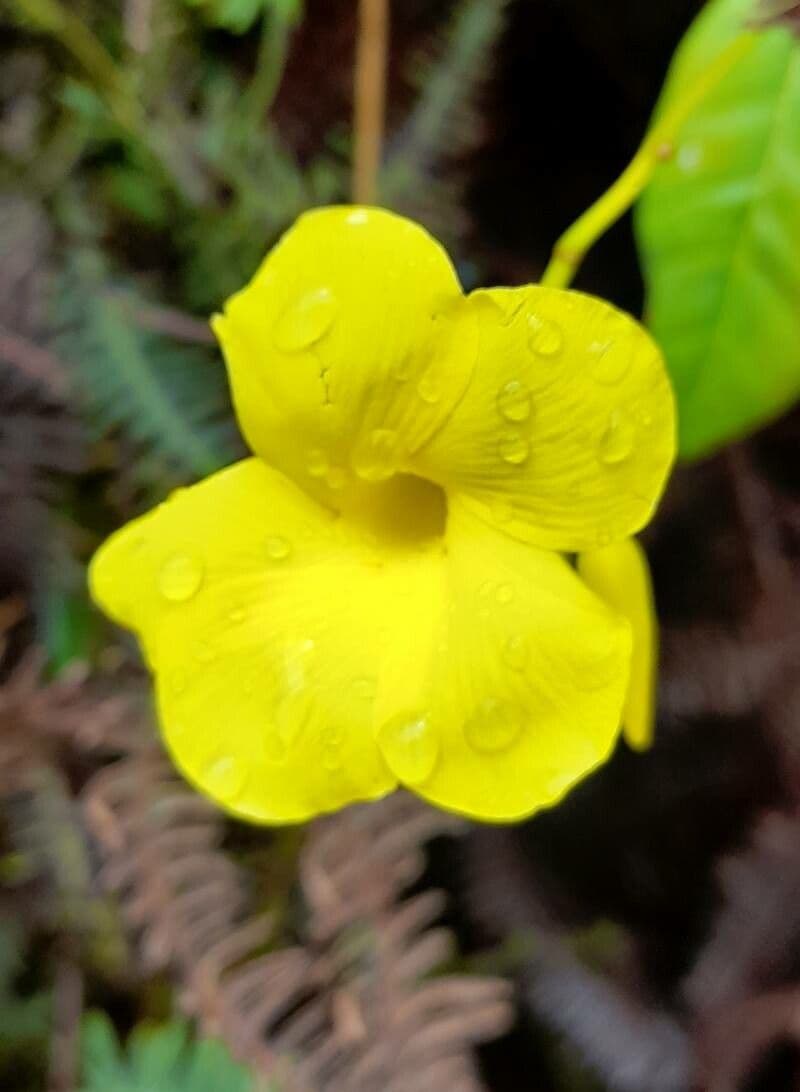 Angadenia 3