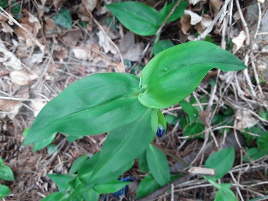 Commelina comune 16