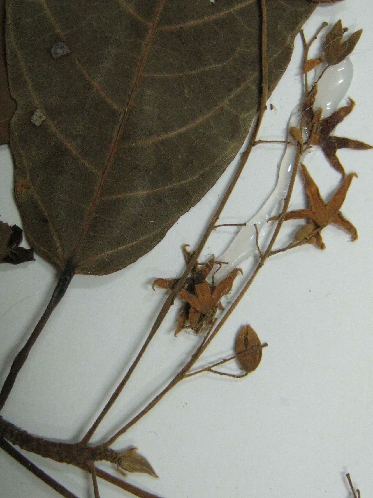 Sterculia 13